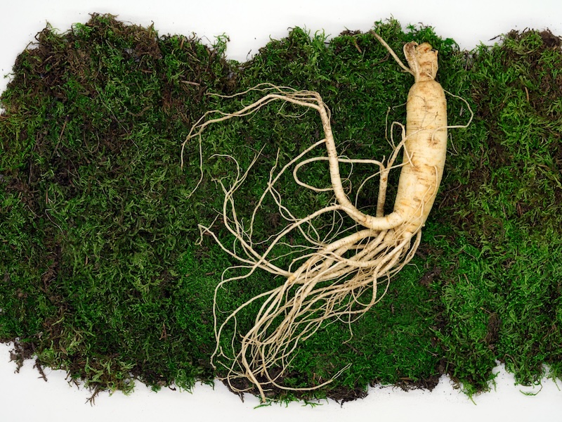A twig of raw ginseng with its roots splayed out across a padding of grass