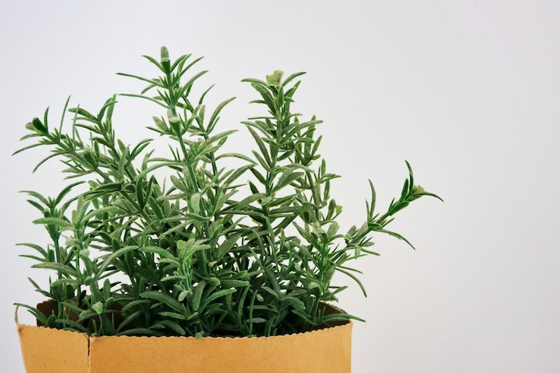 A pot of rosemary herbs