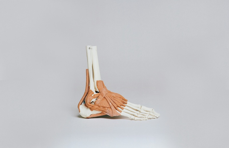 A skeleton of a human foot